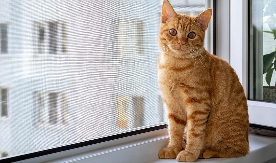 Fliegengitter für Haustierbesitzer